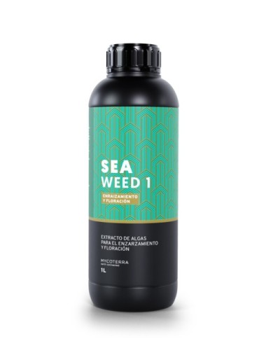 Sea weed 1