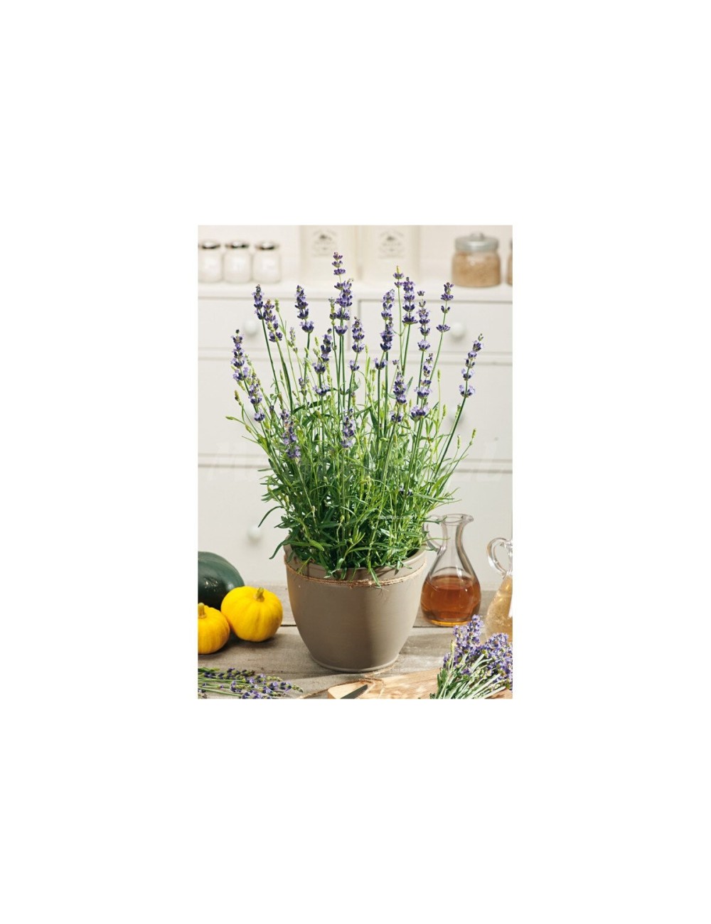 Lavanda