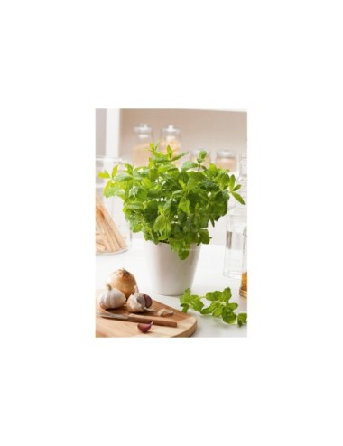 Menta