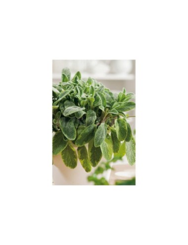 Salvia