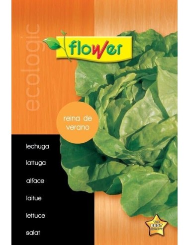 Lechuga reina de verano